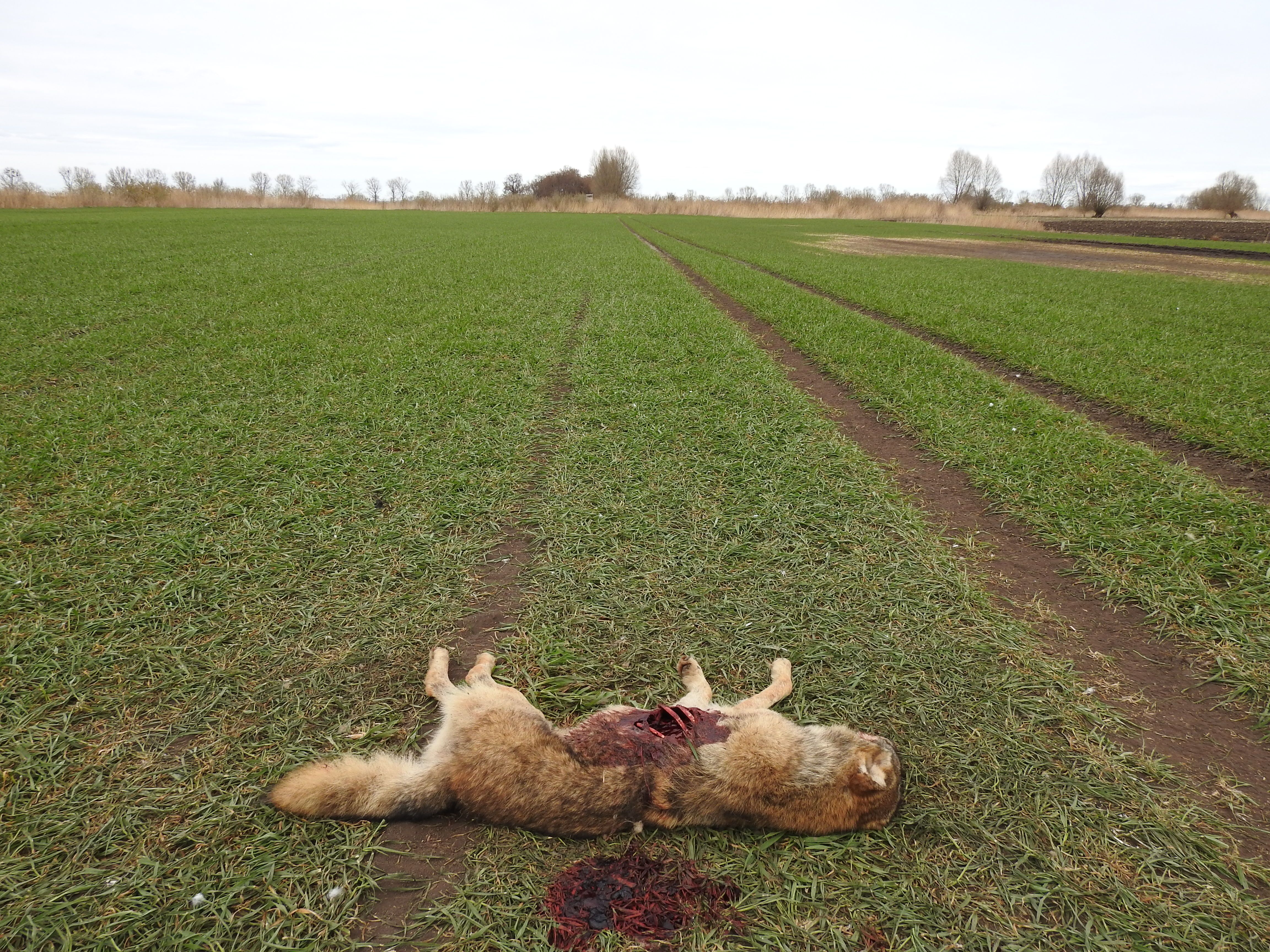 Dwuletni samiec wilka zastrzelony 30 marca 2022 r. na polu otoczonym ambonami łowieckimi, kilka kilometrów na wschód od granicy PN " Ujście Warty". Autor M. Bartoszewicz