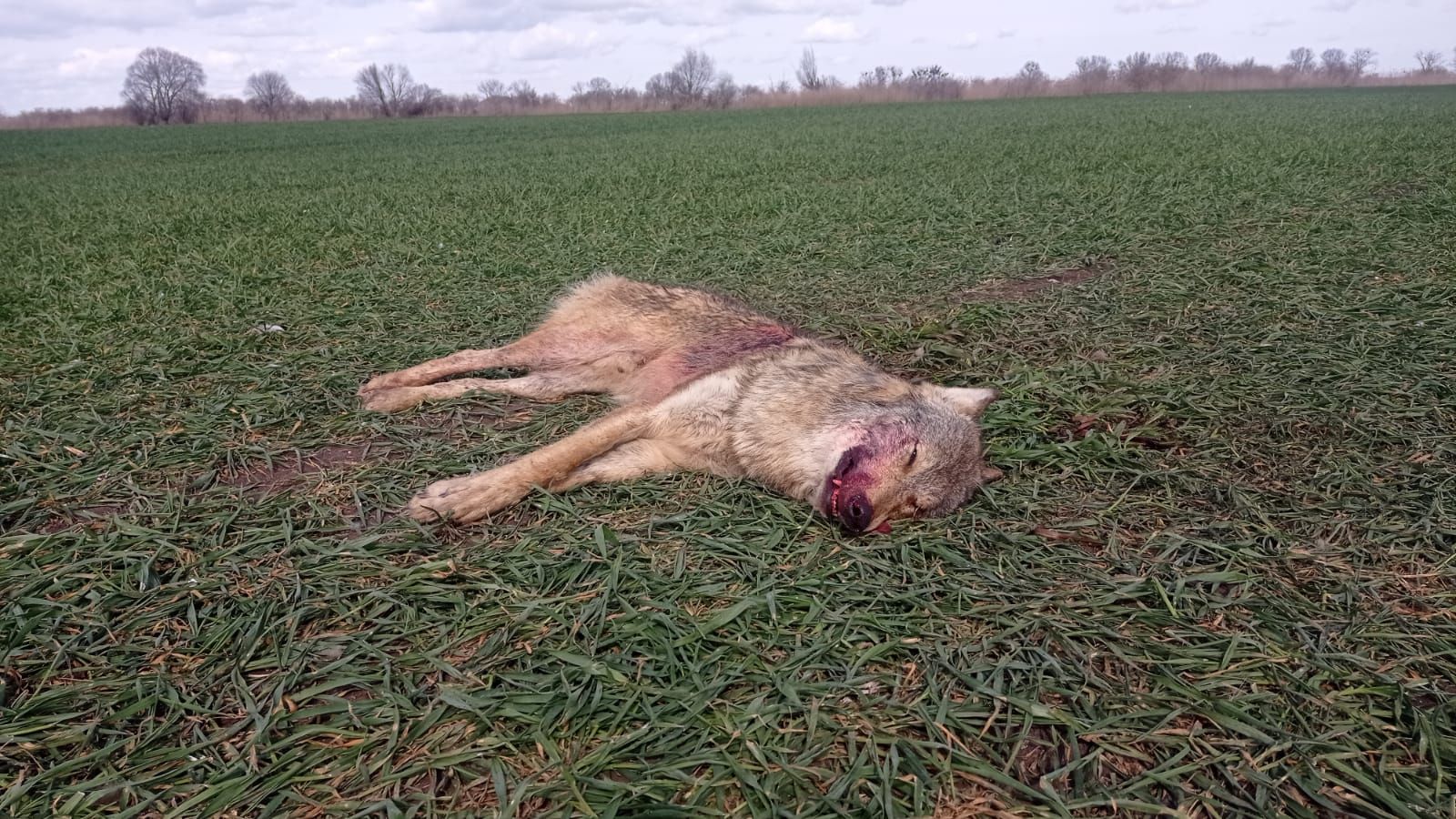 Dwuletni samiec wilka zastrzelony 30 marca 2022 r. na polu otoczonym ambonami łowieckimi, kilka kilometrów na wschód od granicy PN " Ujście Warty". Autor P. Baranowski.