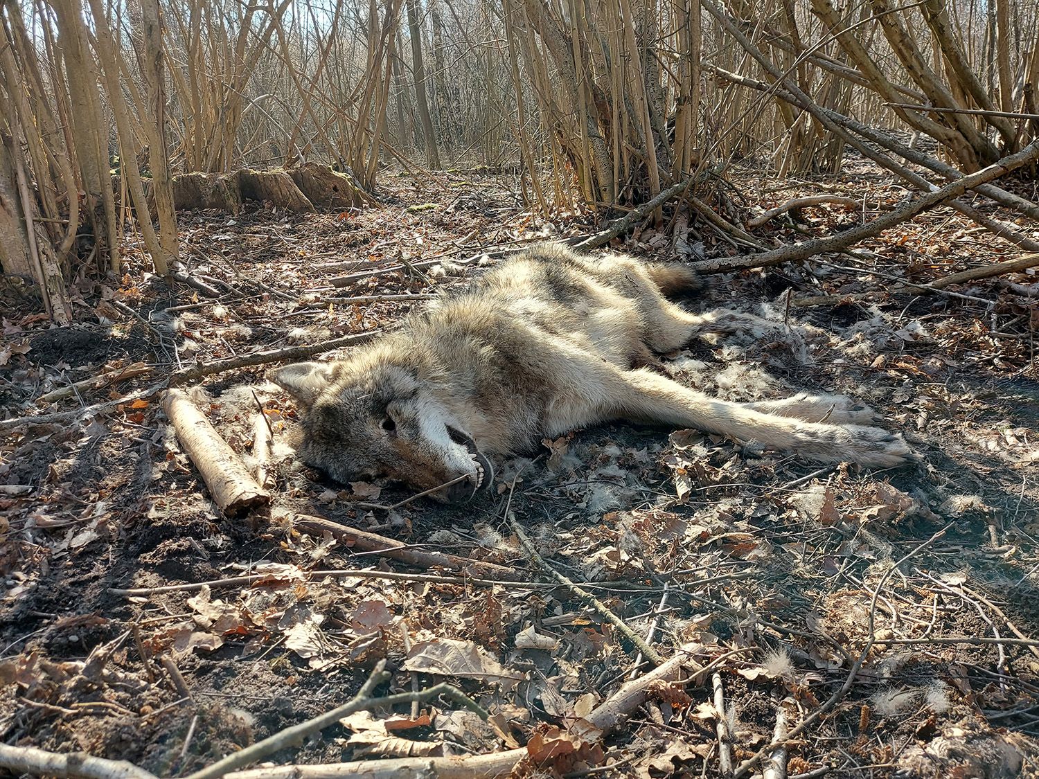 Dwuletni samiec wilka postrzelony na początku marca 2022 r. w tylną łapę w okolicach wsi Mieściska (woj. wielkopolskie). Autor S. Nowak